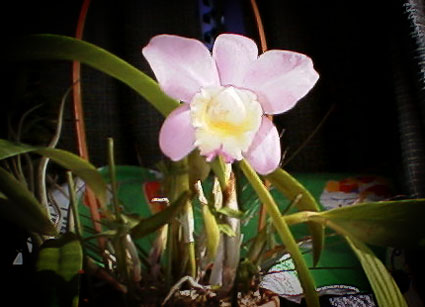 Slc. (Sc. Beaufort x L. albida)