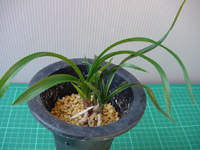 葉幅引く