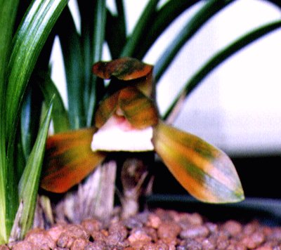 [日本春蘭]　桃山錦　４本　№32 春蘭柄物銘鑑