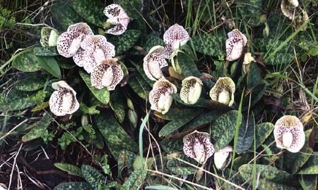 Видео и фото про орхидеи - Страница 2 Bella11