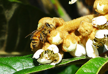 庭のミツバチ ミツバチの好きな花 初心者の西洋ミツバチの飼育 蜜源 ミツバチの越冬 冬越しの方法 ミツバチの好きな花