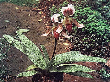 paphiopedilum 新種 x powelii パフィオペディルム（パフィオ