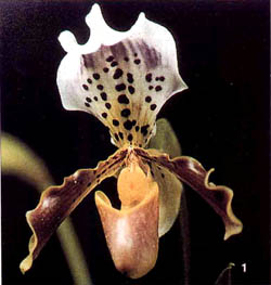 paphiopedilum 新種 x vietenryanum パフィオペディルム（パフィオ