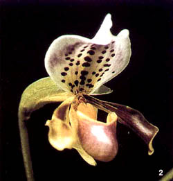 paphiopedilum 新種 x vietenryanum パフィオペディルム（パフィオ