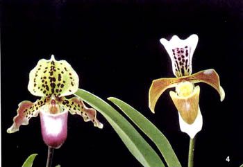 paphiopedilum 新種 x vietenryanum パフィオペディルム（パフィオ