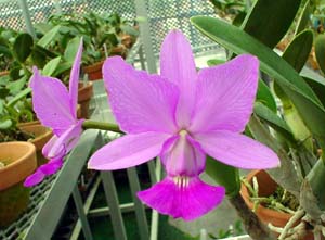 エレアコ、裏プラ系　手渡可能　栃木発 エレアコ、裏プラ系 手渡可能 栃木発