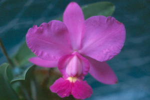 C原種　ワルケリアナ　TOKYONo.1　0428 Cattleya walkeriana var. semi-alba 'Tokyo No.1' SM/JOGA