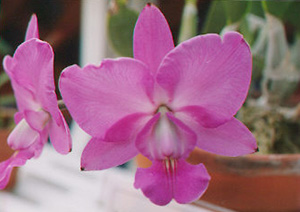 Scan501s.jpg