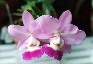 C.walkeriana semi-alba'Puanani'(4N)（ワルケリアナ セミアルバ