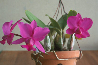 C. walkeriana 'Feiticeira' MC