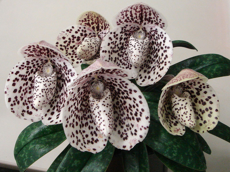 Некоторые советы по уходу за орхидеями 4358new