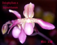 Paph.Delophyllum×haynaldianum