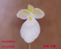 Paph.micranthum var.aureum