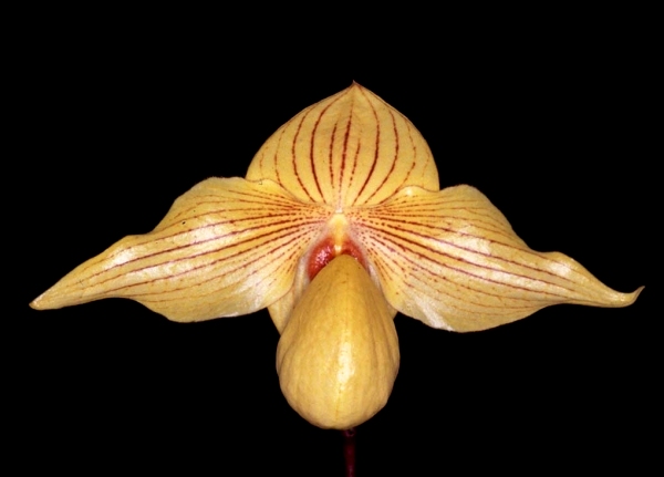 Paph.Dollgoldi'Oso Grande'FCC/AOS
