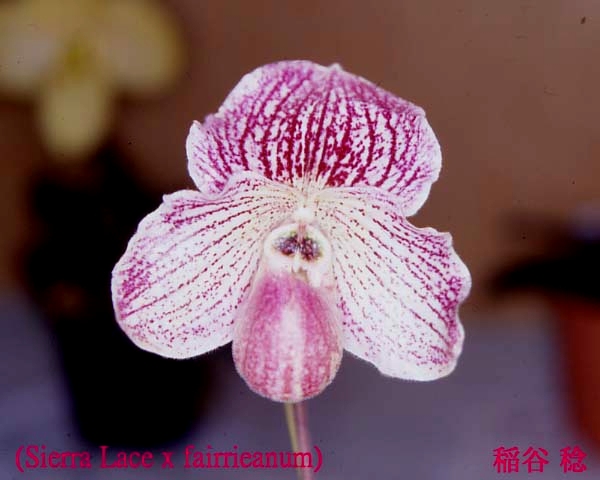 Paph.(Sierra Lace�~fairrieanum)