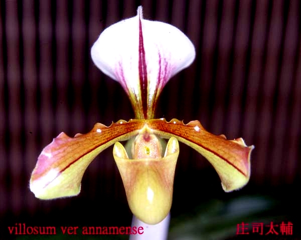 Paph.villosum var. annamense