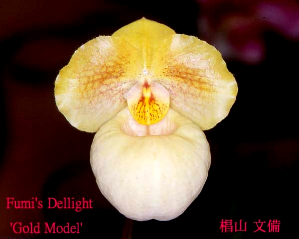 Paph.Fumis�@Dellight'Gold Medal'