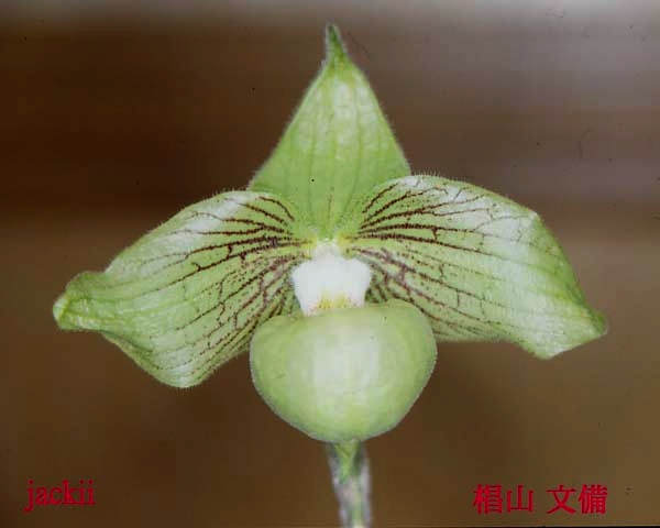 Paph.jackii