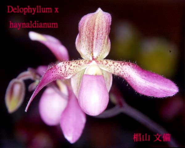 Paph.Delophyllum�~haynaldianum