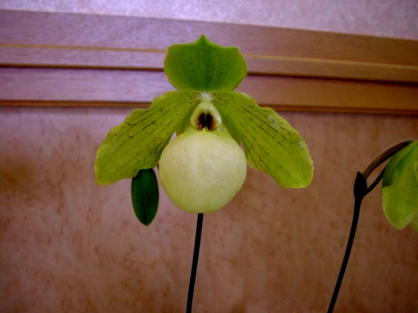 Paph.Avalon Mist �~malipoense'M.Hideyuki'