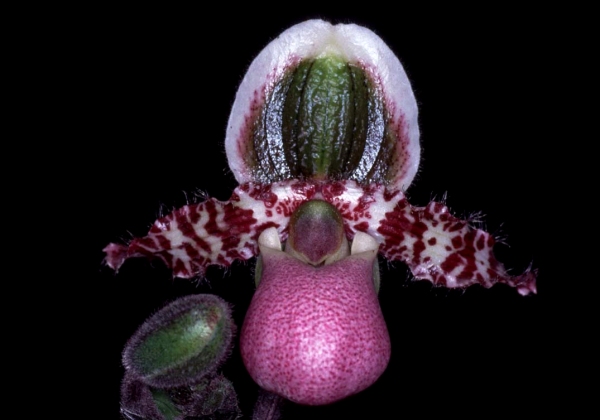 Paph.liemianum'Higashitani'(76.2pts)