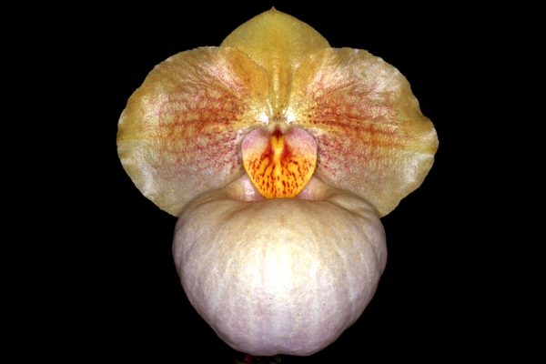 Paph. Fumis Delight'Gold Medal'