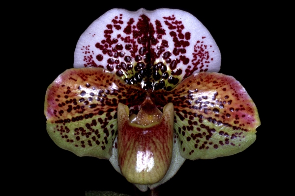 Paph. Flight Jack'Daki'