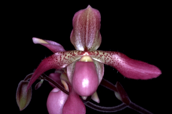 Paph.(Dellophyllum�~haynaldianum)