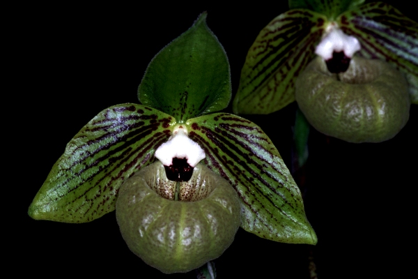 Paph. malipoense