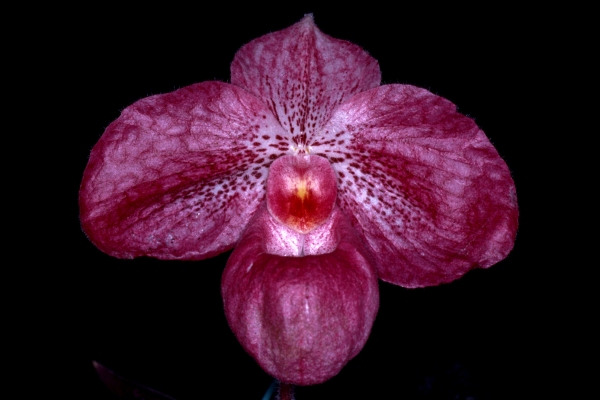 Paph.(micranthum�~Vanda M. Pearman)