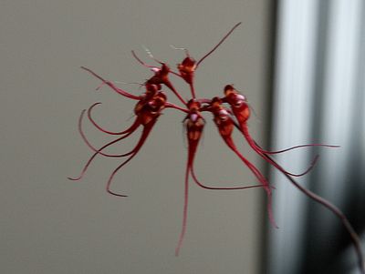 cirr