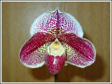 Paph.Hamana Star eNorth Riverf