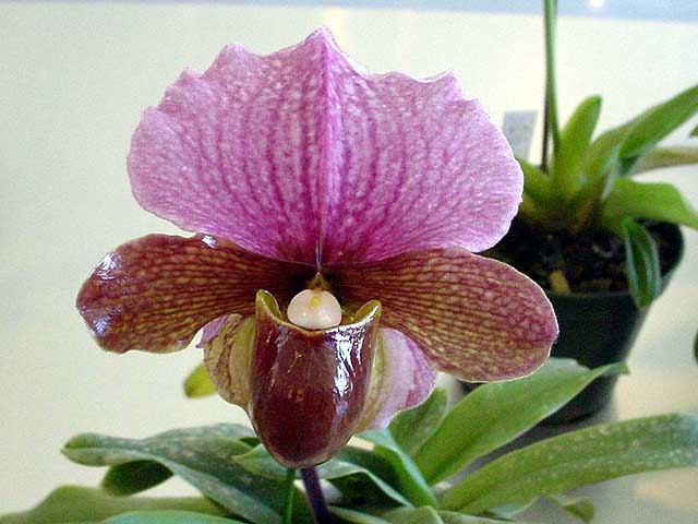 charlesworthy'Momoyo'