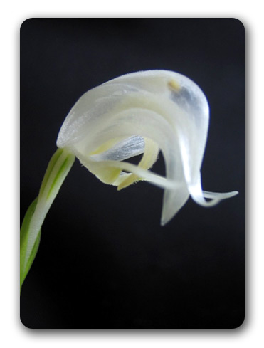 Pterostylis nutans 'white' 写真（入口）