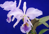 原種カトレヤ全書 オーキッドバイブル1 原種カトレヤ全書 オーキッドバイブル 星雲社 草土出版