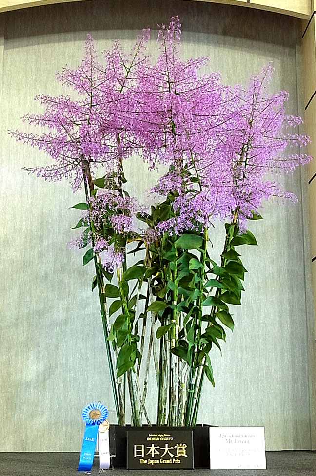 世界らん展日本大賞2014