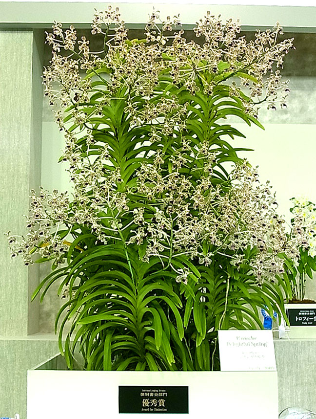 世界らん展日本大賞2014