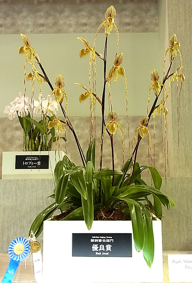 世界らん展日本大賞2014