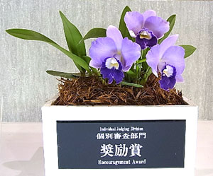 世界らん展日本大賞2014