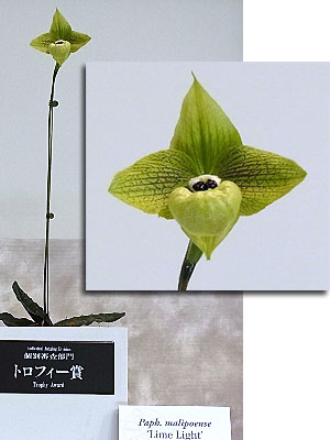 世界らん展日本大賞2014