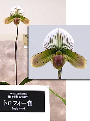 世界らん展日本大賞2014