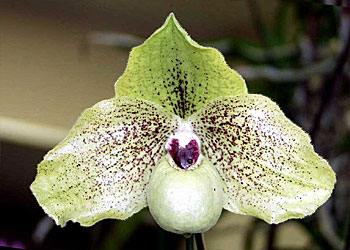 yamato様宛　洋蘭交配種　Paph.Norito Hasegawa yamato様宛 洋蘭交配種 Paph.Norito Hasegawa - メルカリ