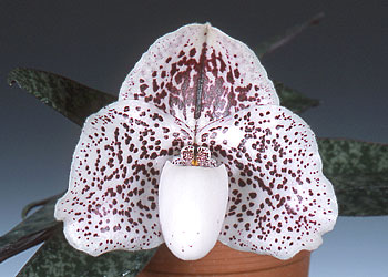 yamato様宛　洋蘭交配種　Paph.Norito Hasegawa yamato様宛 洋蘭交配種 Paph.Norito Hasegawa - メルカリ